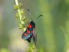 Zygaena trifolii